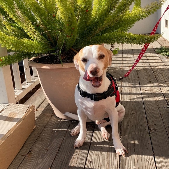 Meet your Posher, Henry - Picture 1 of 1